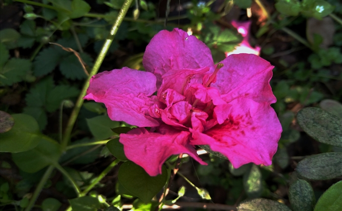 深居抗疫情，不知春來早。庭院花爭艷，青草叢中笑。---何建民