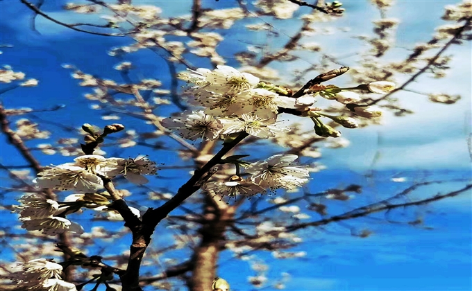 又到山花爛漫時，春風扶搖花滿地。---何建民