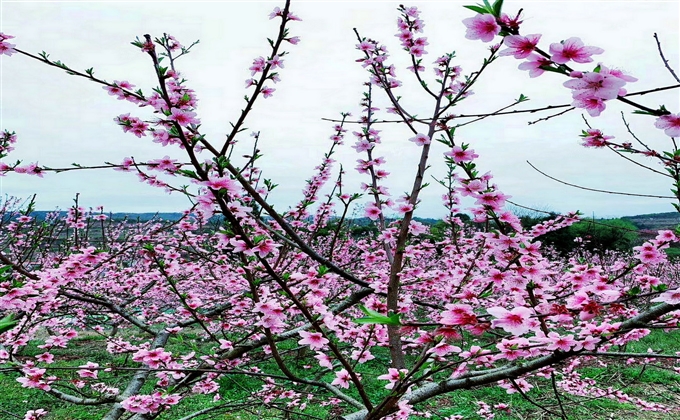 疫后春光依舊在，映日桃花別樣紅。---何建民
