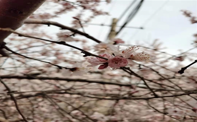 滿園春色 遍地桃花開