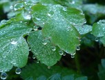 水珠 范建國攝影作品