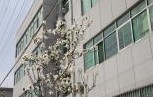 社區櫻花