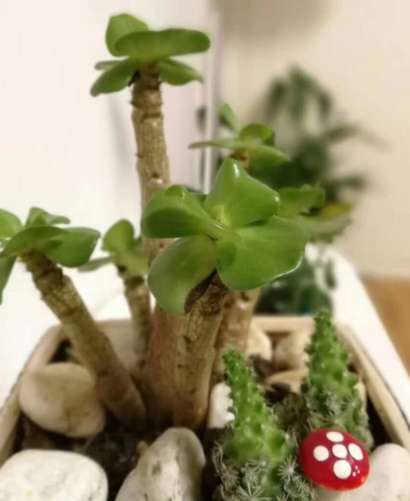一花一世界，一茗一浮生-趙東鴿