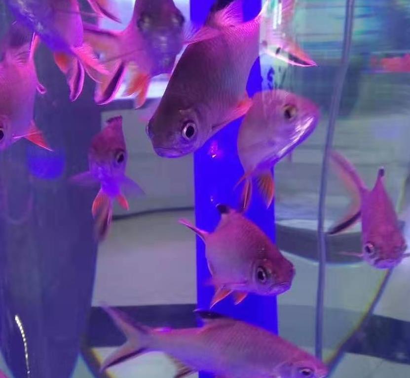 悠悠魚兒水中游-趙小寧