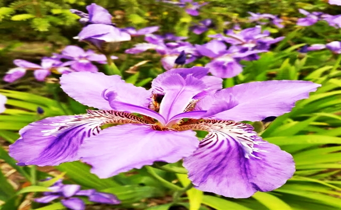 花香四溢-茍肖偉