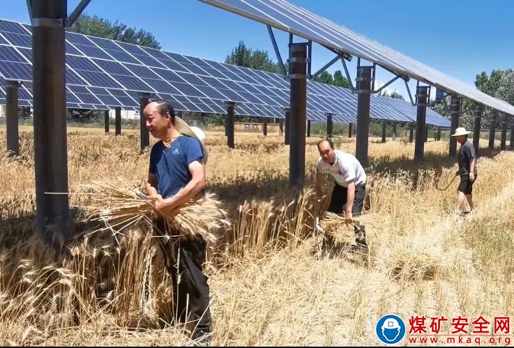 陜煤蒲白熱電公司：人人都是志愿者  “顆粒歸倉”收麥忙