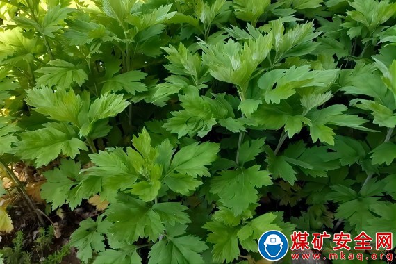 緬懷與新生：清明時節的深深 追思與生命禮贊
